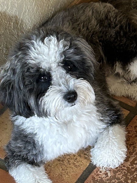 Entry image for Gizmo. Clicking this image will show a larger photo