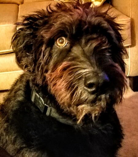 Entry image for Tonka. Clicking this image will show a larger photo