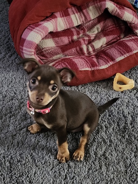 Entry image for JoJo. Clicking this image will show a larger photo