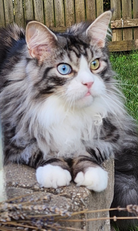 Entry image for Cosmo . Clicking this image will show a larger photo