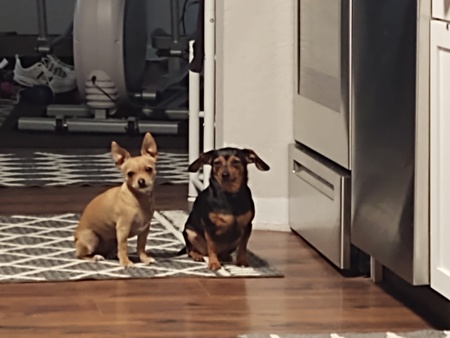 Entry image for Bella and Daisy . Clicking this image will show a larger photo