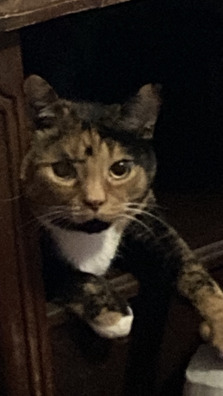 Entry image for Gracie . Clicking this image will show a larger photo