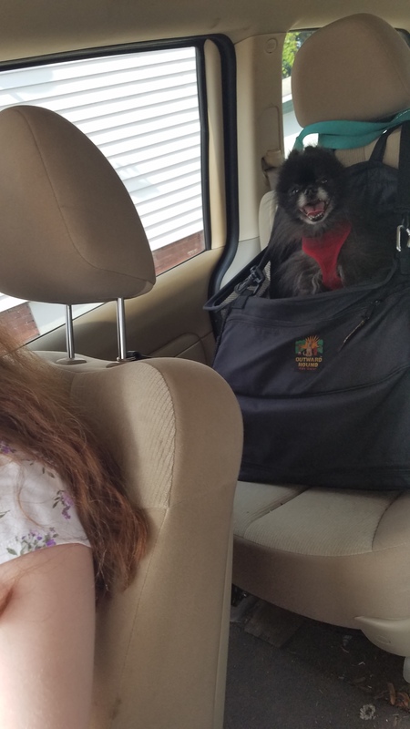 Entry image for Stewie. Clicking this image will show a larger photo