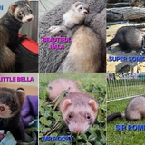 Entry image for Bear, Nala, Sonic, Bella, Rocky and Sir Romeo 