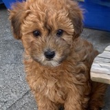 Entry image for Charlie