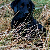 Entry image for Bella