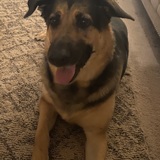 Entry image for Buddy (Adopted from HSCC Aug 2020)