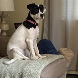 Entry image for Millie