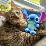 Entry image for Tootsie 