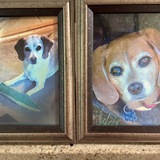 Entry image for Bella & Shedo