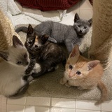 Entry image for Amber, Indie, Luke and Lovey. Foster kitties. 