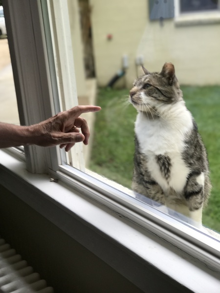 Tabby Boy