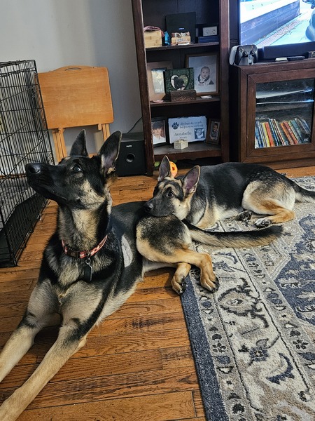 Zeus and Ace
