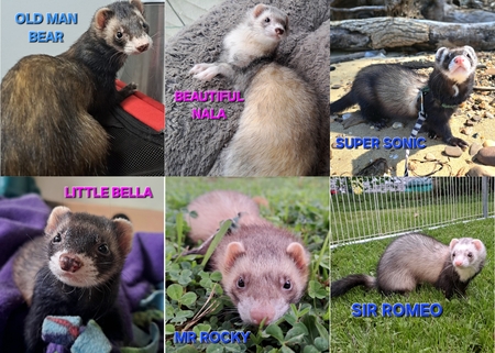 Entry image for Bear, Nala, Sonic, Bella, Rocky and Sir Romeo . Clicking this image will show a larger photo