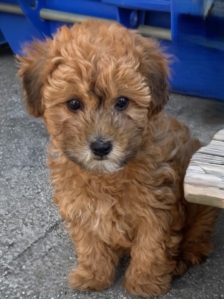 Entry image for Charlie. Clicking this image will show a larger photo