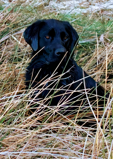 Entry image for Bella. Clicking this image will show a larger photo