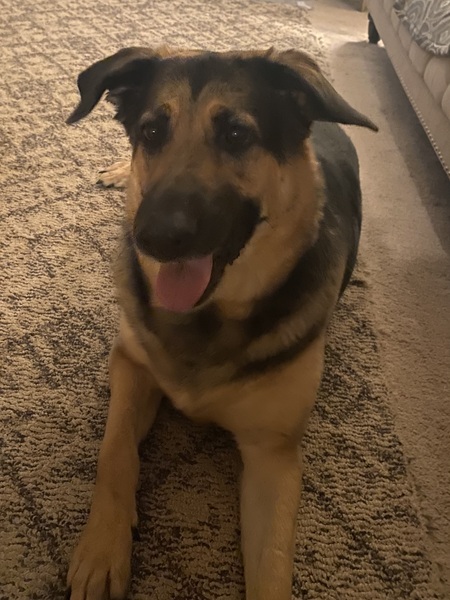 Entry image for Buddy (Adopted from HSCC Aug 2020). Clicking this image will show a larger photo