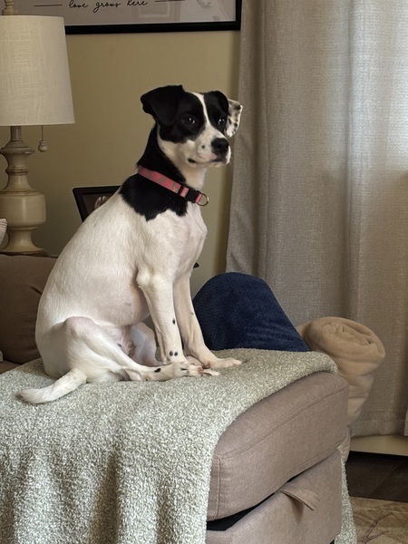 Entry image for Millie. Clicking this image will show a larger photo