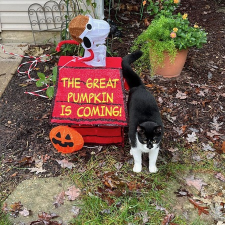 Entry image for Chonk. Clicking this image will show a larger photo