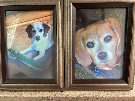 Entry image for Bella & Shedo. Clicking this image will show a larger photo