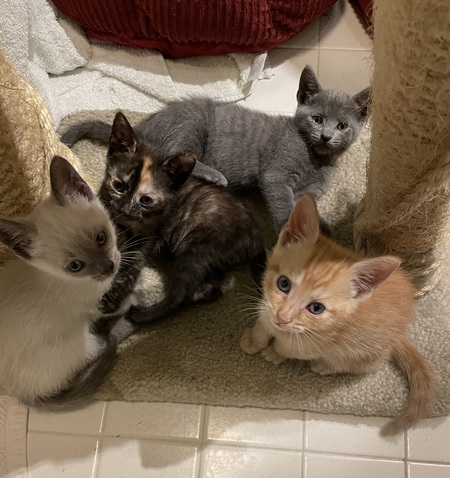 Entry image for Amber, Indie, Luke and Lovey. Foster kitties. . Clicking this image will show a larger photo