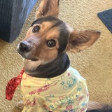 Entry image for Echo 