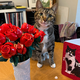 Entry image for Peter the Drama