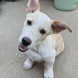 Entry image for Ryder