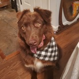 Entry image for Odie