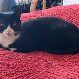 Entry image for Indy