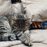 Entry image for Daniel Tiger