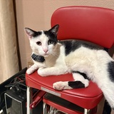 Entry image for Takoda 