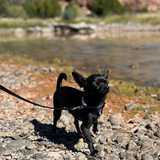 Entry image for Peach 