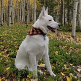 Entry image for Gandalf