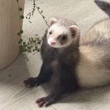 Entry image for Bandit 