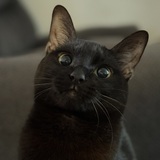 Entry image for Mavis