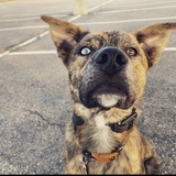 Entry image for Carson