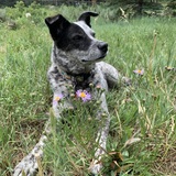 Entry image for Juniper