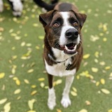 Entry image for Simon