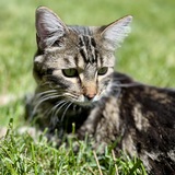 Entry image for Bandit