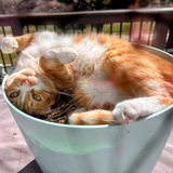 Entry image for Mango