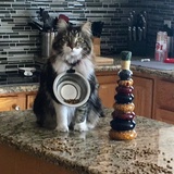 Entry image for Fluffy