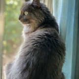 Entry image for Ankheel 