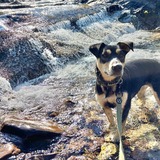 Entry image for Reese