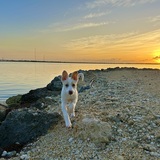 Entry image for Genoa "Ginny"