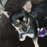 Entry image for Clauson 