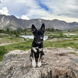 Entry image for Lupine