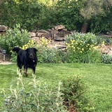 Entry image for Lucy