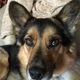 Entry image for Scout