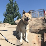 Entry image for Bode